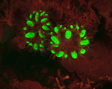 珊瑚礁中的荧光