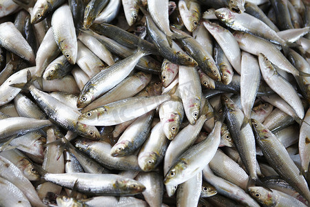 中东阿曼马斯喀特鱼市的鱼的俯瞰