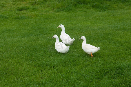 大家庭摄影照片_草地上的三只鸭子