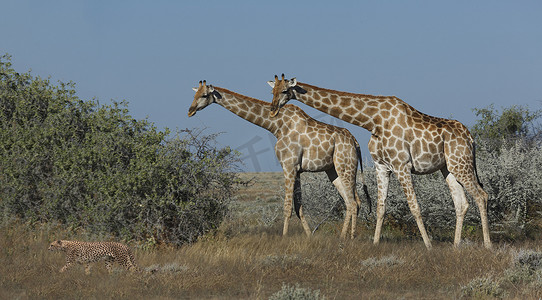 埃托沙摄影照片_草原上的猎豹和长颈鹿纳米比亚埃托沙国家公园