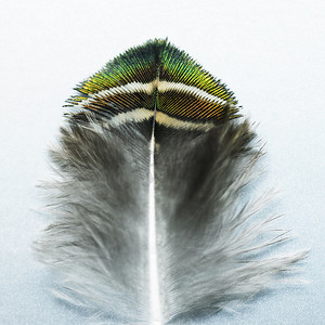 绿色纯色纹理摄影照片_绿色和青绿色尖端的孔雀羽毛