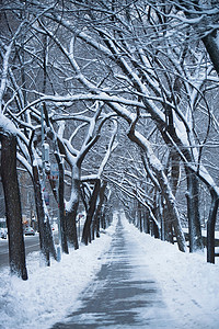 雪街道摄影照片_城市街道上的雪树