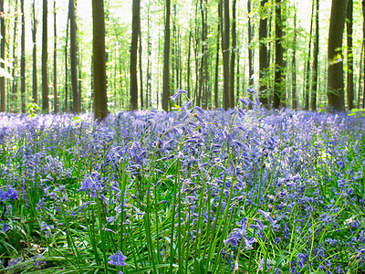 阳光穿过森林蓝色的花朵