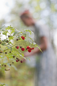 大自然水果摄影照片_树莓在灌木丛中的特写