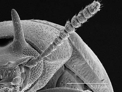 扫描电子显微镜摄影照片_金龟子甲头扫描电子显微镜