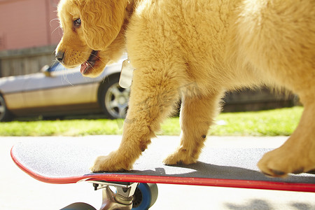滑板上的拉布拉多小狗