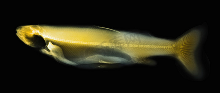一条鲑鱼的彩色光照片
