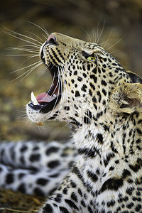 非洲博茨瓦纳马沙图野生动物保护区美洲豹的特写镜头
