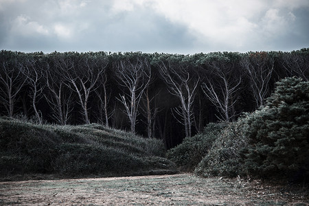 密林摄影照片_密林边缘的树科斯塔·斯梅拉达撒丁岛意大利