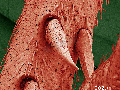 家蟋蟀腿刺的彩色扫描电子显微镜