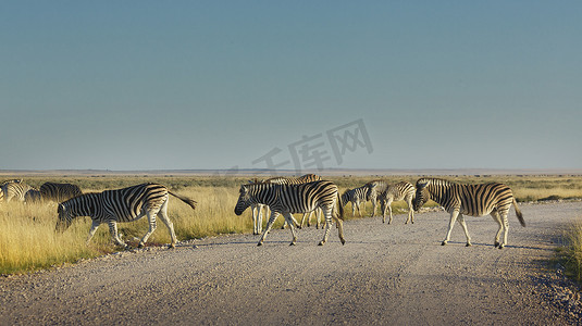 斑马群过马路埃托沙国家公园纳米比亚