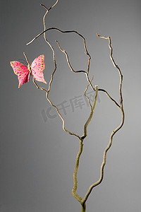 枯枝树枝摄影照片_枯枝上的粉色蝴蝶
