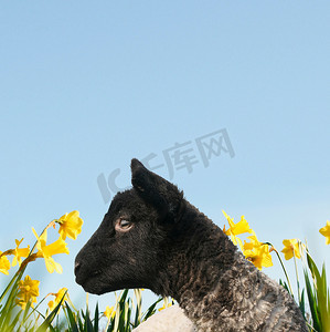小红书抽奖海报摄影照片_走在花田里的羔羊