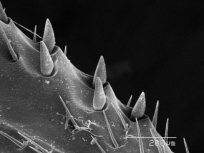 腐肉甲虫腿刚毛扫描电子显微镜