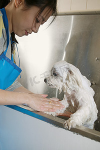 狗洗澡摄影照片_一名女子正在给一只小猎犬洗澡