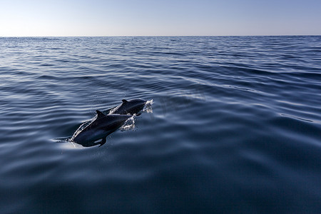 水面摄影照片_南非圣约翰港两只泛热带海豚闯入空中