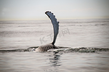 美目摄影照片_美国马萨诸塞州普罗文斯敦水面上的座头鲸鳍状肢