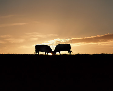 日落时分的奶牛