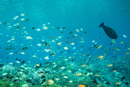 西洲蜜瓜摄影照片_西巴丹岛的鱼儿在游来游去