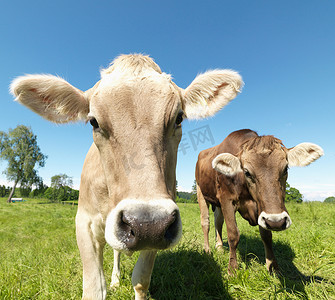 牛铃摄影照片_田野里的奶牛