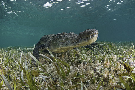 昆塔纳摄影照片_美洲鳄鱼鳄鱼在加勒比海的清澈水域钦克罗浅滩生物圈保护区昆塔纳鲁奥墨西哥