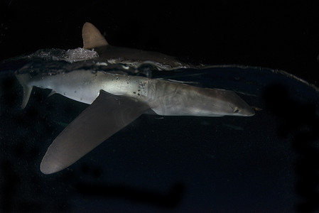 黑暗中水面上的丝鲨被船的灯光吸引圣本尼迪克托雷维拉吉多科利马墨西哥