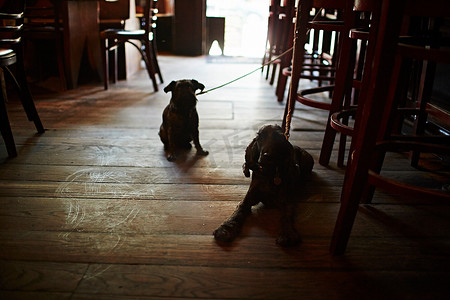 酒吧里两只牵着狗的狗