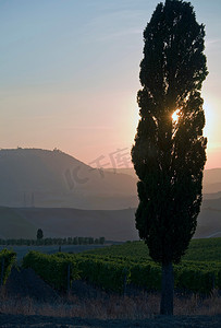 农用地摄影照片_日出时的葡萄藤和柏树意大利托斯卡纳
