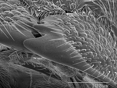 沼虾科金龟子扫描电子显微镜