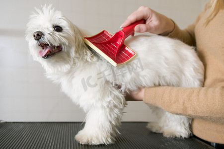 一名女子正在梳理一只小猎犬