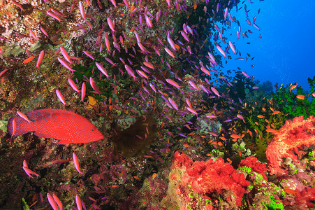 五颜六色的鱼儿在珊瑚礁里游动