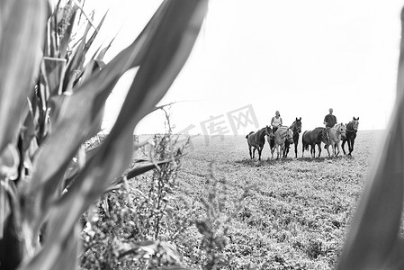 男女骑马牵着六匹马在田野上的黑白图像