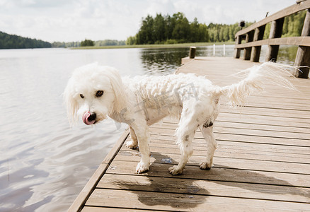 芬兰奥里弗西湖码头上湿茧狗的肖像