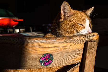 动物没家摄影照片_猫在木椅上放松