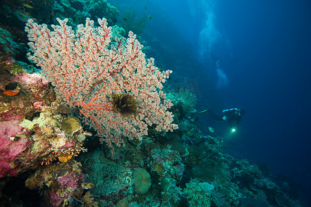 珊瑚礁潜水员