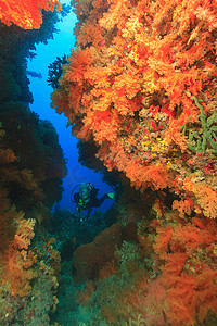 被污染的肺摄影照片_潜水员在珊瑚礁中游泳