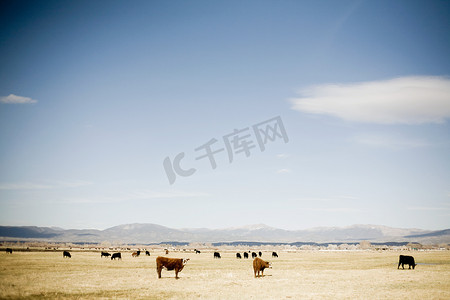 美国内华达州草原牛