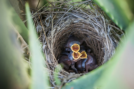 小鸟宝宝摄影照片_鸟巢里的雏鸟张开嘴
