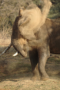 非洲象正在沐浴尘土津巴布韦玛纳池国家公园