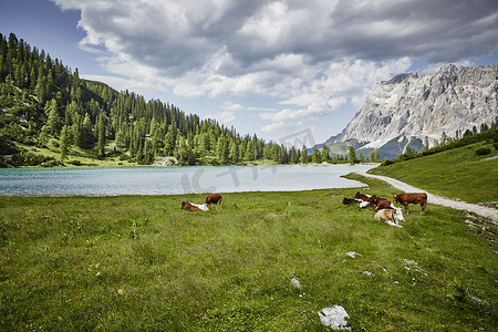 在奥地利蒂罗尔埃尔瓦尔德的湖畔山谷里吃草的奶牛