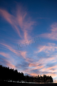 新西兰文化摄影照片_马尔伯勒夕阳下松树的剪影