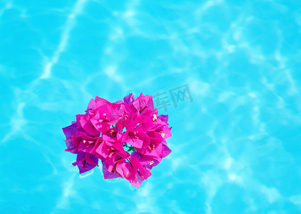 漂浮在水面上的粉色花朵