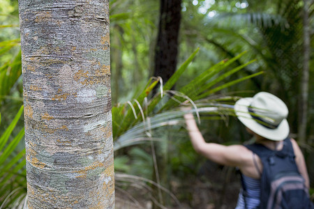北岛摄影照片_新西兰北岛怀黑克岛的一名女子探索丛林
