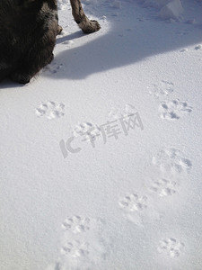 雪中狗和爪印的裁剪图像