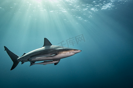 南非阿里瓦尔浅滩海洋黑鳍鲨在海面附近游泳