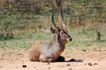 南非萨比沙野生动物保护区坐在前蹄上的水鹿