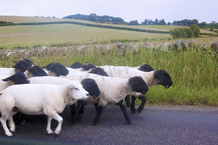 传统农业牛羊摄影照片_坎布里亚郡英国乡村公路上绵羊的侧景