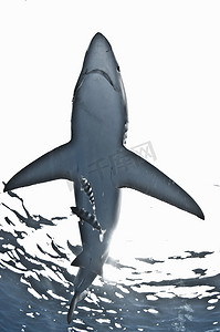 蓝鲨在海面附近游动巴伊亚·马格达莱纳巴哈墨西哥