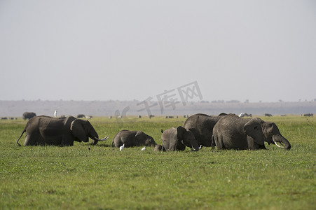 基元摄影照片_非洲象安博塞利国家公园肯尼亚非洲