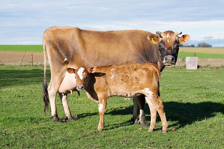 田里的母牛和小牛